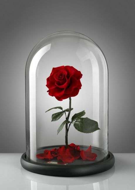 
Hoa được tinh tế bố cục bày trí trong lồng kính trong suốt, trở thành một món quà trang trí đầy tinh xảo và ý nghĩa đối với người nhận.
