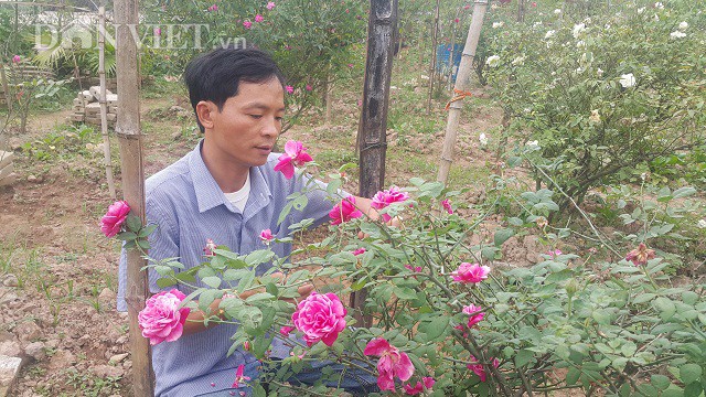 
Dù chưa một ngày chơi hoa hồng và cũng như kiến thức về loài hoa hồng, nhưng anh Hưng đã vay mượn hàng trăm triệu đồng để lùng mua hàng trăm cây hoa hồng cổ khắp nơi về trồng trong vườn.
