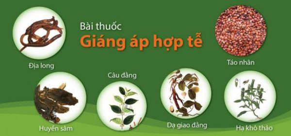 Thực hư công dụng hạ huyết áp của bài thuốc cổ phương nức tiếng