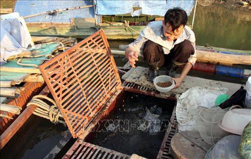 
Anh Đặng Hoài Hưng, tổ 7, phường Nông Tiến, thành phố Tuyên Quang, cho cá ăn. Ảnh: Quang Đán – TTXVN
