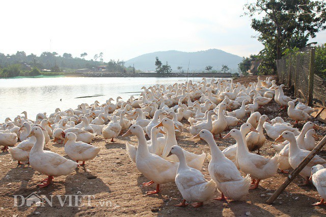  Những chú vịt nằm trắng bờ của đập nước khiến ai đi qua cũng phải chú ý. Ảnh: Văn Long. 