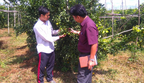 
Triệu phú Nguyễn Trung Thảo (đứng bên trái) bên vườn cam trĩu quả, hứa hẹn mùa bội thu.
