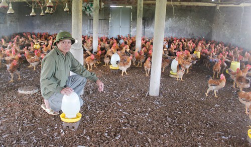 
Nhờ áp dụng kỹ thuật công nghệ cao trong chăn nuôi, ông Bồn thu về tiền tỷ mỗi năm. Ảnh:  Trần Anh
