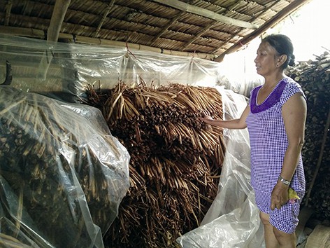 
Do đang vào mùa mưa nên lục bình mất nhiều công phơi khô hơn trước.
