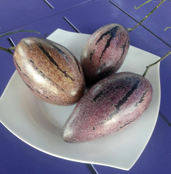 Dưa Pepino màu tím của ông Tiếp.