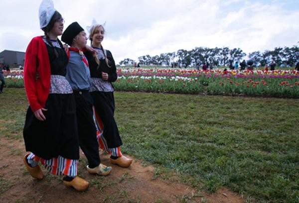 
Một không gian đậm chất Hà Lan với “Ngày hội văn hoá Hà Lan - Dutch weekend” nơi những cô, cậu bé con cháu của người Hà Lan nhập cư vào Úc thế kỷ trước mặc những bộ trang phục truyền thống, đi guốc gỗ của quốc gia mà hoa tulip đã trở thành biểu tượng.
