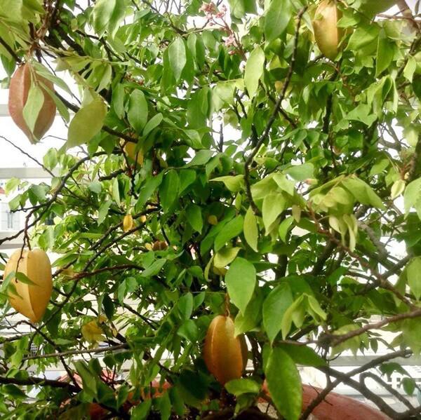 Bên cạnh nhiều loại cây ăn quả mang từ nước ngoài về, trong khu vườn của Mỹ Lệ cũng không thiếu những loài cây dân dã của Việt Nam như đu đủ, khế...