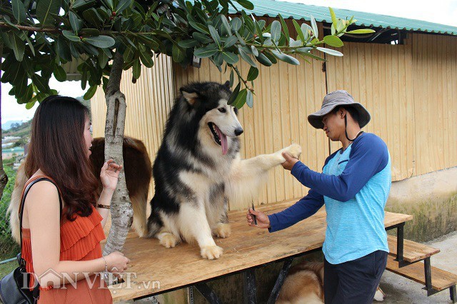 Hàng ngày, anh Trí trải lông cho những đứa con tinh thần của mình. Muốn cho chó có bộ lông mượt và đẹp, mình phải chải lông cho chúng thường xuyên. Đồng thời, cho chúng ăn những thức ăn như dầu cá, trứng vịt lộn, lòng đỏ trứng gà sống...để bổ sung dưỡng chất, vitamin, axit béo, protein giúp chúng có bộ lông óng mượt, khỏe khoắn anh Trí chia sẻ.