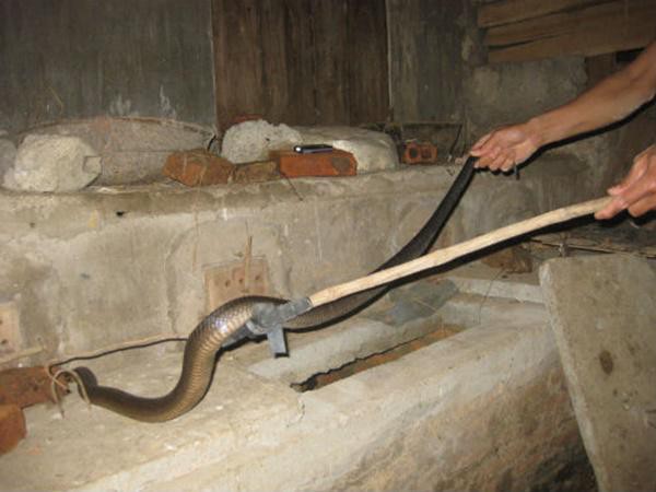 
Khi phát hiện rắn vào nhà, có thể dùng cán chổi hoặc gậy dài để xua đuổi. Ảnh: IT
