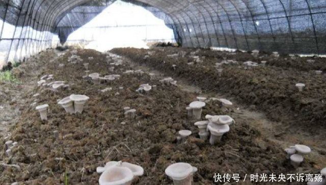 
Nấm Sữa Hổ - loài nấm mọc hoang có giá trị kinh tế khá cao
