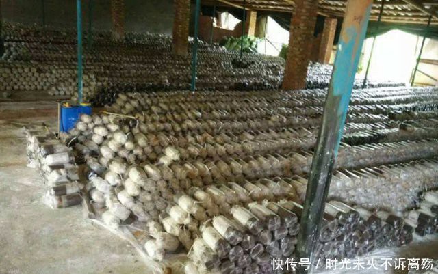 
 Chúng có giá trị dinh dưỡng cao, giúp bổ sung khí huyết cho người bị suy nhược
