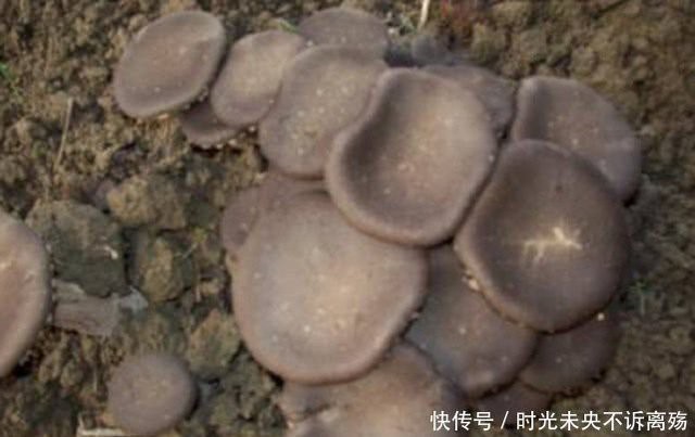 
Giá của loại nấm này là 2.000 NDT/kg (6,7 triệu VND).
