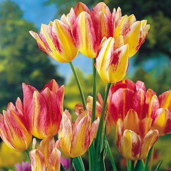 Khi nghĩ về Hà Lan, chúng ta luôn nghĩ đến hoa tulip. Thực tế, hoa tulip không phải là loài hoa bản địa của Hà Lan. Nó có nguồn gốc từ Trung Á và được mang tới Hà Lan bởi nhà thực vật học người Hà Lan Carolus Clusius vào năm 1593.