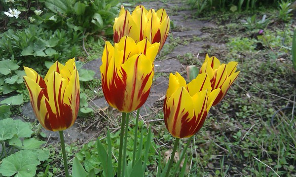 Trong số rất nhiều loài, loài hoa tulip được chú ý nhất ở Hà Lan chính là 17th century Tulip Bulb.