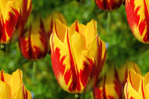 Có rất nhiều loài hoa tulip được trồng ở đây, nhưng giống tulip cổ thế kỷ 17 này vẫn là đắt đỏ và hiếm gặp nhất.