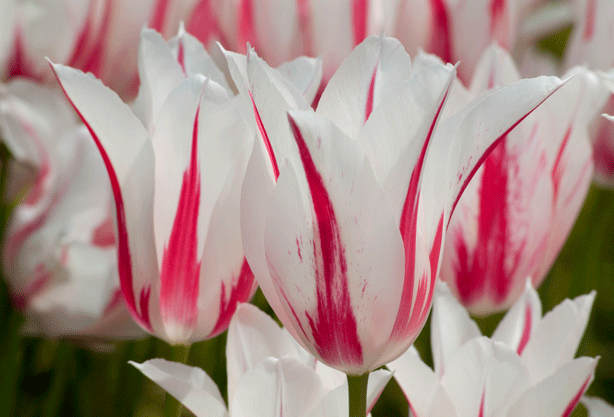 Hiện này có khá nhiều loại hoa Tulip nhưng để sở hữu những bó hoa “thuần” có nguồn gốc từ thế kỷ 17 thì rất khó.