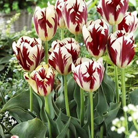 Nhiều người sẽ nhận ra ngay hình ảnh của loài hoa này trên sách báo hay tranh ảnh, vì thực tế cơ hội chọn mua loài Tulip này không dành cho đa số mà chỉ tới với những người giàu có.