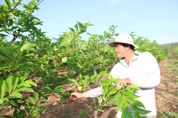 
Anh Kỳ bỏ nghề sửa máy sang làm nông dân trồng na chính hiệu
