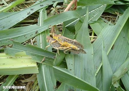 
Châu chấu lúa – loài côn trùng gây hại cho mùa màng
