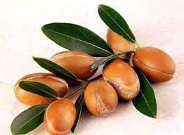 Thứ trái cây này thường được gọi là “vàng lỏng” khi mỗi 1000ml tinh dầu từ quả hạch Morocco có giá 1400 USD, tương đương 31 triệu đồng.