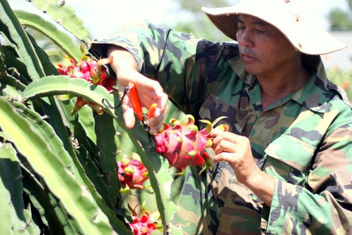 
Thương lái mua thanh long ruột đỏ của ông Nguyễn Văn Ba với giá 1.500 - 2.000 đồng mỗi kg. Ảnh: Nguyễn Khoa
