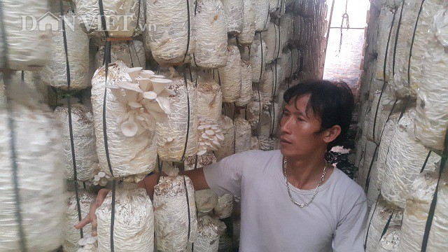 
Nhờ trồng nấm bào ngư mà mỗi năm gia đình anh Nguyễn Văn Quyên có nguồn thu nhập gần 300 triệu đồng.
