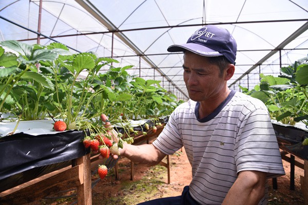 
Ông Vương Đình Phước bên vườn dâu trồng theo quy trình công nghệ cao.
