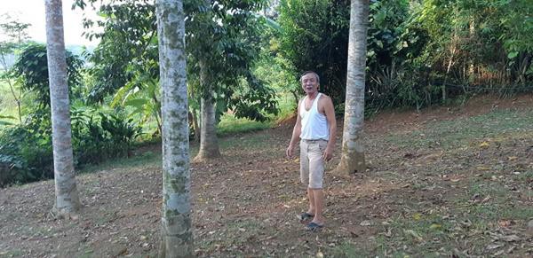 Với 4 cây dổi cho thu hoạch, năm 2017, ông Chiêu thu được 45 triệu đồng. Ông Chiêu dự kiến, năm nay, bán hạt dổi ông sẽ thu được nhiều tiền hơn năm ngoái.
