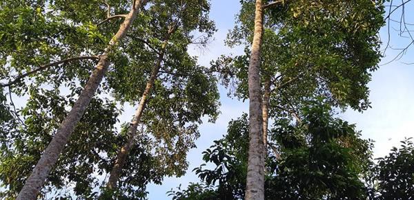 Ông Chiêu trồng dổi để lấy bóng mát, không ngờ, chúng lại cho thu tiền triệu mỗi năm nhờ bán hạt dổi thơm lừng.