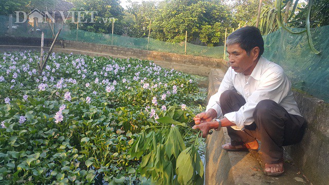 
Ốc nhồi dễ nuôi, chi phí thấp, lợi nhuận cao lại không mất nhiều công. Đặc biệt, đầu ra của mặt hàng ốc nhồi thịt thương phẩm này thường ổn định, có bao nhiêu, tiêu thụ hết bấy nhiêu...Tôi chưa ế ốc nhồi bao giờ, ông Thắng quả quyết.
