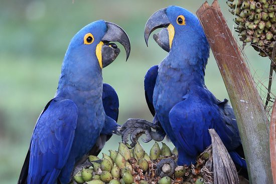 Nếu được thuần dưỡng, được giao tiếp tốt từ nhỏ, vẹt Macaw Hyacinth sẽ khá thích cởi mở với người nuôi, cả người không quen.