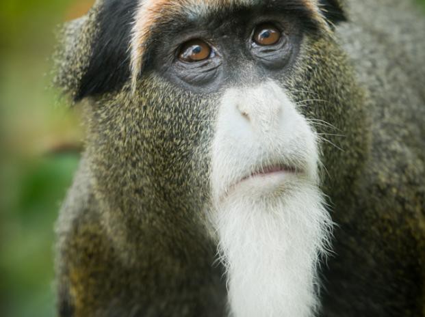 Loài khỉ này được đặt tên theo Pierre Savorgnan de Brazza, một nhà thám hiểm người Ý.