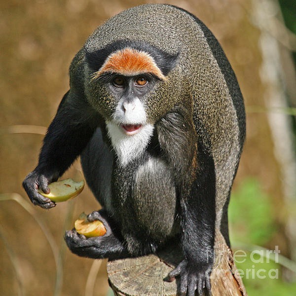 
Những con khỉ De Brazza tìm kiếm thức ăn vào buổi sáng sớm và buổi tối, chúng ăn các loại trái cây, chồi, lá non, hoa và thằn lằn.
