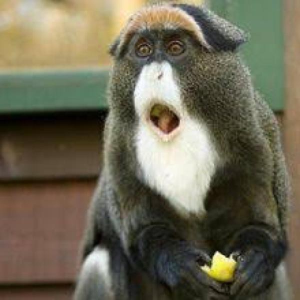 Mỗi con khỉ De Brazza’s có giá bán rơi vào khoảng 9.000 USD (207 triệu đồng).