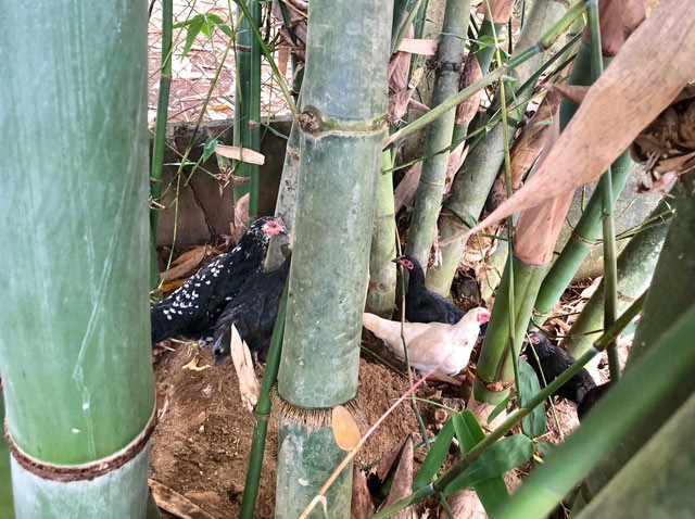 
G&agrave; re c&oacute; nguồn gốc l&agrave; g&agrave; rừng được thuần h&oacute;a v&agrave; nu&ocirc;i thả theo kiểu tự nhi&ecirc;n n&ecirc;n thịt ngon, dai v&agrave; thơm hơn rất nhiều so với c&ugrave;ng loại nu&ocirc;i ở miền xu&ocirc;i.
