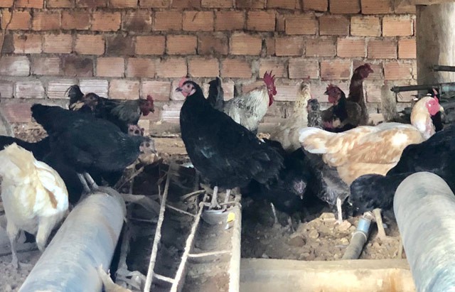 
Ngoài bán thịt, 3 năm qua anh Rạch còn cung cấp trên 1200 con giống cho các dự án bảo tồn, phát triển giống gà này cho một số địa phương trong tỉnh.
