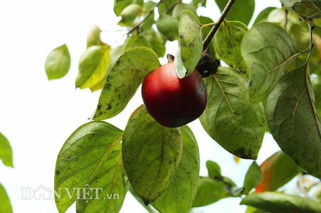 Những trái hồng vừa chín tới, đủ độ đường sẽ được hái về để làm hồng treo. Ảnh: Văn Long.
