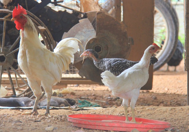 
Gà re nuôi trong khoảng 10 tháng, kể từ lúc mới nở cho tới khi trưởng thành, gần gấp đôi thời gian so với các loại gà thông thường nhưng trọng lượng của gà re chỉ đạt ctừ 1,1 kg-1,5 kg/con.
