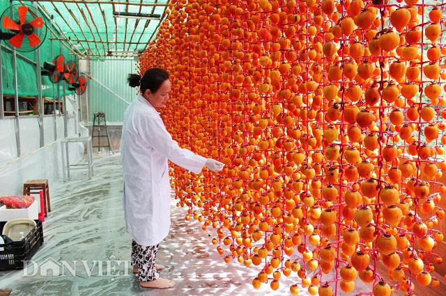 Những trái hồng được treo lên những dây bằng nhựa để hong khô bằng sức gió. Ảnh: Văn Long.