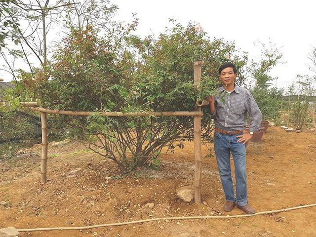 
Anh Phạm Văn Hưng b&ecirc;n c&acirc;y hoa hồng phấn cổ h&agrave;ng chục năm tuổi.
