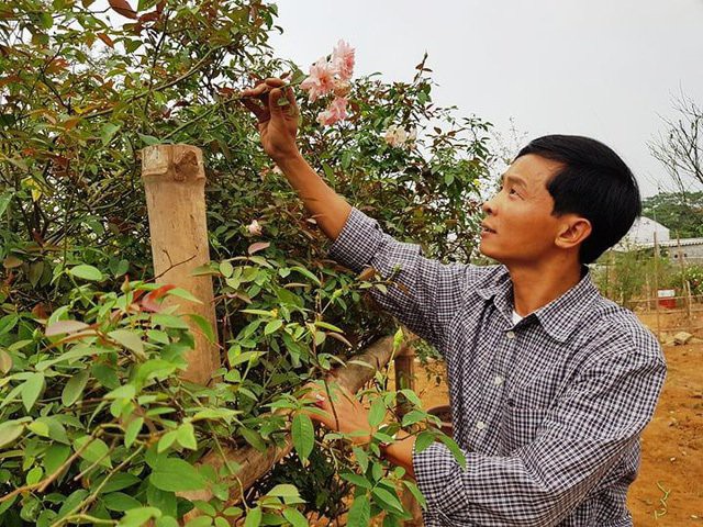 
Mất rất nhiều c&ocirc;ng sức anh Hưng mới đưa được c&acirc;y hồng cổ từ Thanh H&oacute;a về Ninh B&igrave;nh, hiện nay c&acirc;y đ&atilde; xanh tốt.
