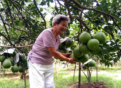 
L&agrave;ng bưởi T&acirc;n Triều những năm gần đ&acirc;y đ&atilde; trở th&agrave;nh điểm đến du lịch hấp dẫn c&aacute;c du kh&aacute;ch trong v&agrave; ngo&agrave;i nước. Ảnh: L.Q
