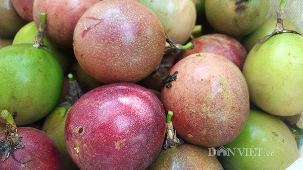 
Những trái chanh leo sau thu hoạch sẽ được bán đổ xô với giá tùy vào từng thời điểm nhưng trung bình là 30.000 đồng/kg, chủ yếu vẫn là xuất sang thị trường Trung Quốc.
