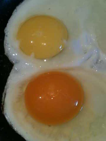 
Qủa trứng phía trên là trứng thông thường. Qủa phía dưới là trứng của gà được thả rông. Hãy nhìn vào màu sắc của lòng đỏ!

