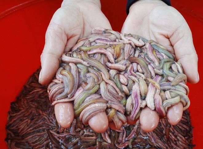 Đặc sản khiến nhiều người sợ hãi này có giá khá đắt đỏ