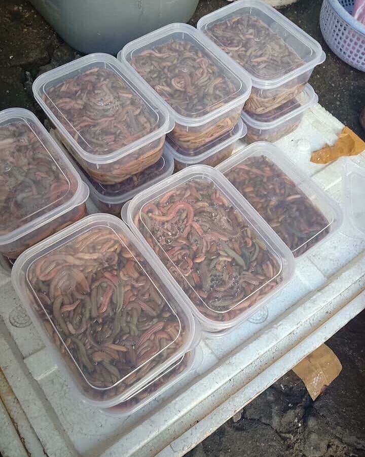 Rươi có giá lên đến cả nửa triệu đồng/kg