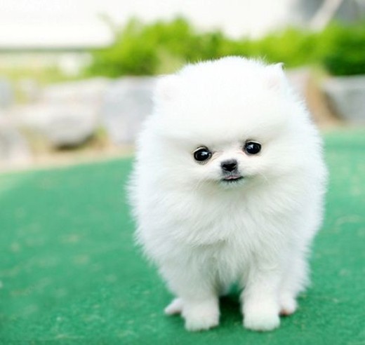 
Pomeranian đã là một giống chó nhỏ nhưng Pomeranian Mini lại còn nhỏ hơn nữa.
