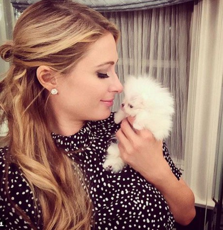 Paris Hilton là một trong số những người nổi tiếng có thú cưng là một chú Pomeranian mini.