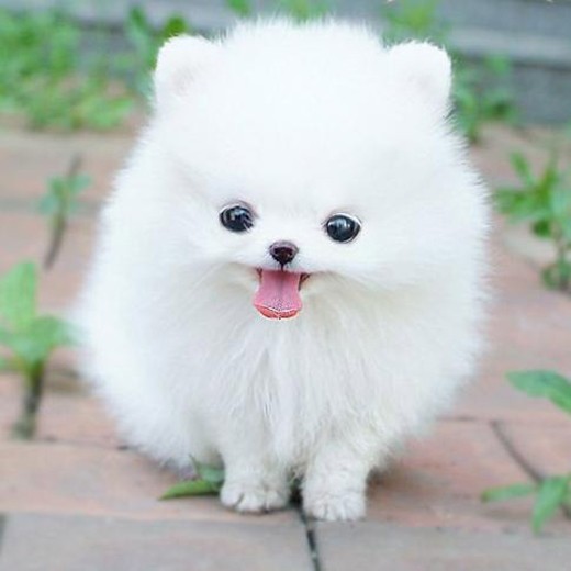 Tuy nhiên, đây là giống chó khá chảnh, Pomeranian Mini đã được coi là giống chó quý tộc và được nuông chiều bởi những gia đình quyền quý.