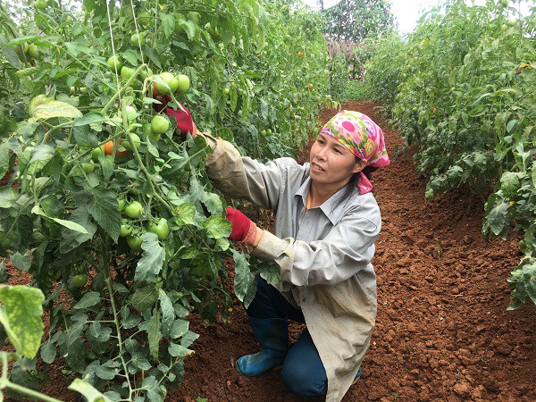 
Chị May chỉ trồng 1.000m2 cà chua theo tiêu chuẩn VietGAP, nhờ đó cuộc sống của gia đình chị đã dư giả.

